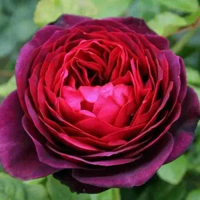 Саженцы роз АСТРИД ГРАФИН ФОН ХАРДЕНБЕРГ шраб  Саженцы роз АСТРИД ГРАФИН ФОН ХАРДЕНБЕРГ шраб в Санкт-Петербурге