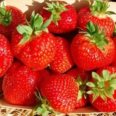 Клубника ЭЛЬСАНТА в Санкт-Петербурге