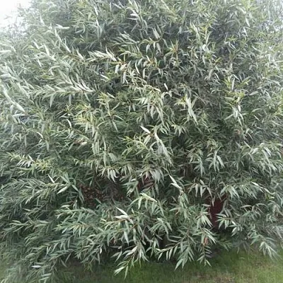 Ива СЕРЕБРИСТАЯ в Санкт-Петербурге