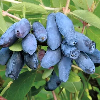 Жимолость съедобная ПАВЛОВСКАЯ  Жимолость съедобная ПАВЛОВСКАЯ в Санкт-Петербурге