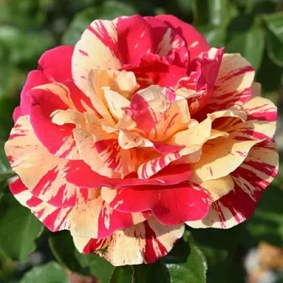 Саженцы роз ВАНИЛЛА ФРАЙЗ плетистая  Саженцы роз ВАНИЛЛА ФРАЙЗ плетистая в Санкт-Петербурге