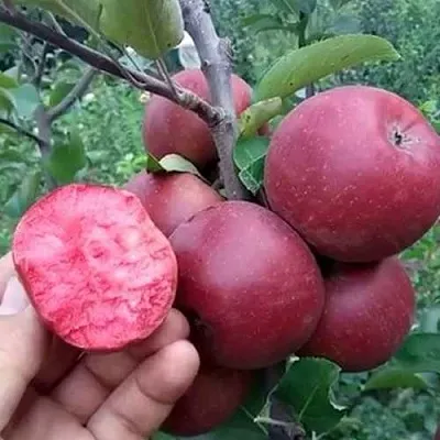 Яблоня РЕД КЕТТИ  Яблоня РЕД КЕТТИ в Санкт-Петербурге