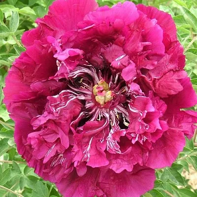 Пион ПУРПУРНЫЙ ОКЕАН древовидный  Пион ПУРПУРНЫЙ ОКЕАН древовидный в Санкт-Петербурге