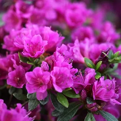 Азалия ХИРОКА японская  Азалия ХИРОКА японская в Санкт-Петербурге