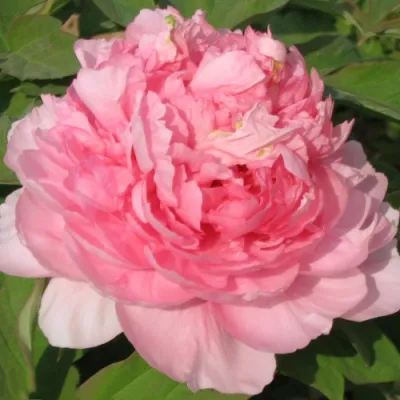 Пион ИМПЕРАТОРСКАЯ НАЛОЖНИЦА древовидный в Санкт-Петербурге