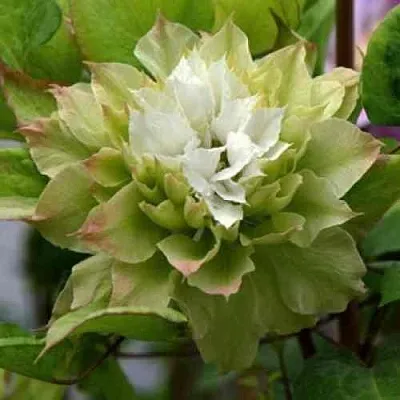 Клематис СЕН-НО-КЕЙЗ  Клематис СЕН-НО-КЕЙЗ в Санкт-Петербурге