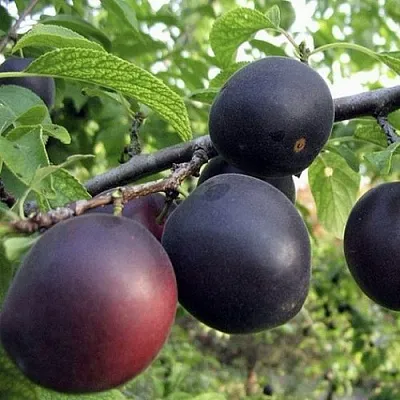 Абрикос МОНАРЕЗИ  Абрикос МОНАРЕЗИ в Санкт-Петербурге