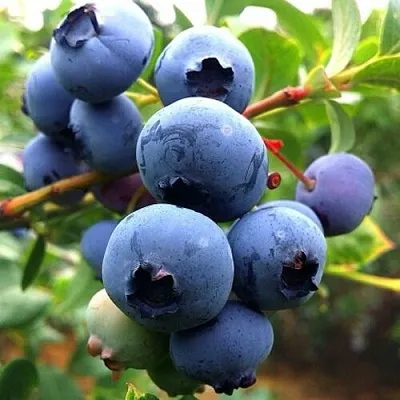 Голубика ДЮК  Голубика ДЮК в Санкт-Петербурге