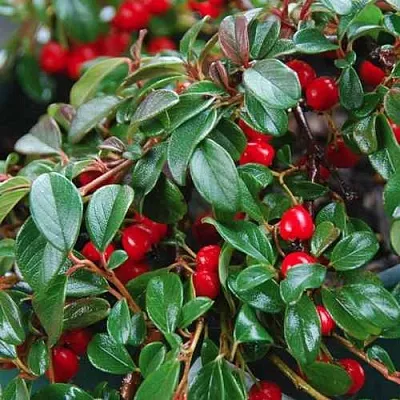 Кизильник Даммера в Санкт-Петербурге