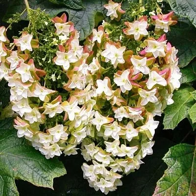 Гортензия БЛЭК ПОРШ дуболистная в Санкт-Петербурге