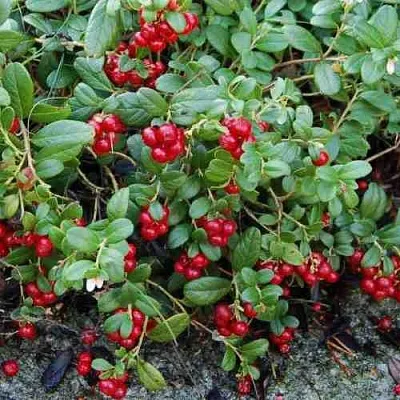 Брусника ЭРТЕЗЕГЕН  Брусника ЭРТЕЗЕГЕН в Санкт-Петербурге