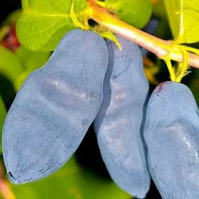 Жимолость съедобная ДЛИННОПЛОДНАЯ  Жимолость съедобная ДЛИННОПЛОДНАЯ в Санкт-Петербурге