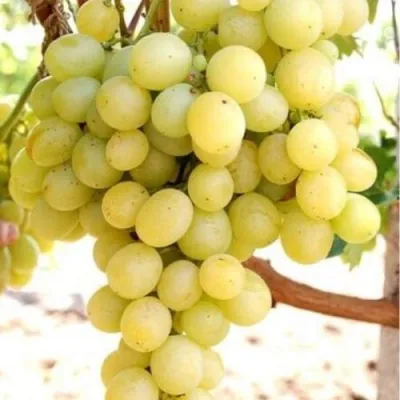 Виноград ТАЛИСМАН в Санкт-Петербурге