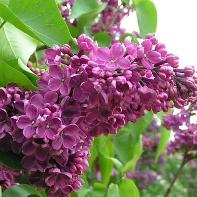 Сирень ДЕНЬ ПОБЕДЫ  Сирень ДЕНЬ ПОБЕДЫ в Санкт-Петербурге