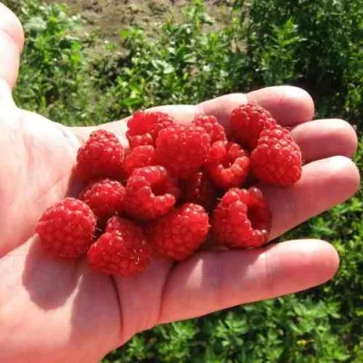 Малина БАЛЬЗАМ в Санкт-Петербурге