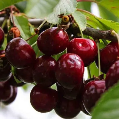 Вишня НОВОДВОРСКАЯ в Санкт-Петербурге