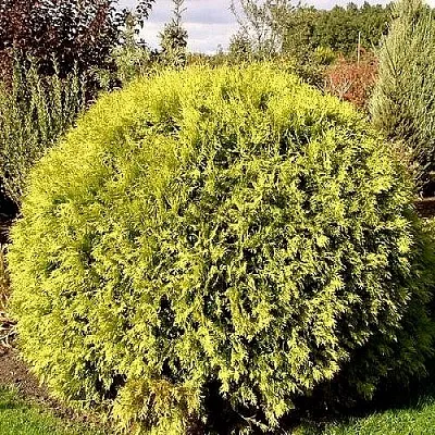 Туя ГЛОБОЗА АУРЕА западная  Туя ГЛОБОЗА АУРЕА западная в Санкт-Петербурге