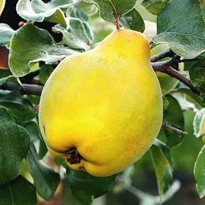 Айва РУМО  Айва РУМО в Санкт-Петербурге