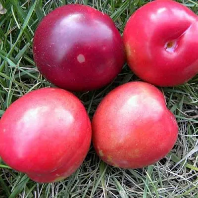 Плумкот БИРИКОККОЛО НОСТРАНО  Плумкот БИРИКОККОЛО НОСТРАНО в Санкт-Петербурге