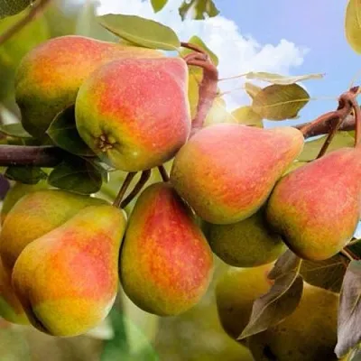 Груша ЗАБАВА в Санкт-Петербурге