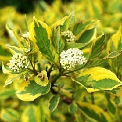 Дерен  Дерен в Санкт-Петербурге