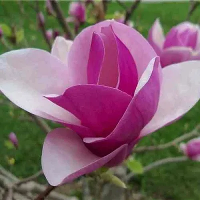 Магнолия СУЛАНЖА  Магнолия СУЛАНЖА в Санкт-Петербурге