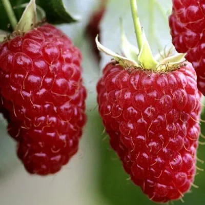 Малина ГИГАНТ РУБИНОВЫЙ — описание сорта Малина ГИГАНТ РУБИНОВЫЙ в Санкт-Петербурге