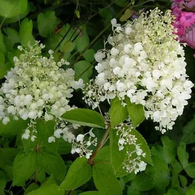 Гортензия ДАРТС ЛИТТЛ ДОТТ метельчатая  Гортензия ДАРТС ЛИТТЛ ДОТТ метельчатая в Санкт-Петербурге