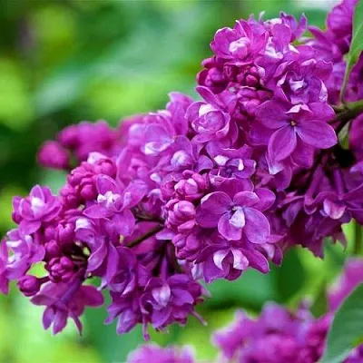 Сирень ОГНИ ДОНБАССА  Сирень ОГНИ ДОНБАССА в Санкт-Петербурге