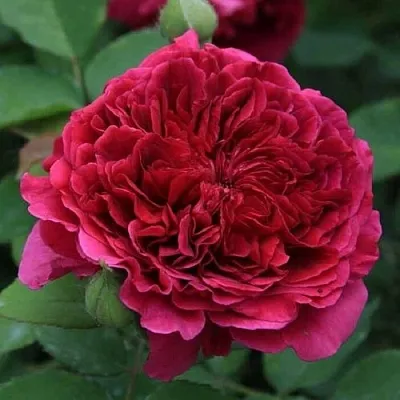 Саженцы роз ТЕСС ОФ ЗЕ ДЭРБЕРВИЛЛЬ английская  Саженцы роз ТЕСС ОФ ЗЕ ДЭРБЕРВИЛЛЬ английская в Санкт-Петербурге