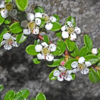 Кизильник ТАНГСТЕДТ горизонтальный  в Санкт-Петербурге