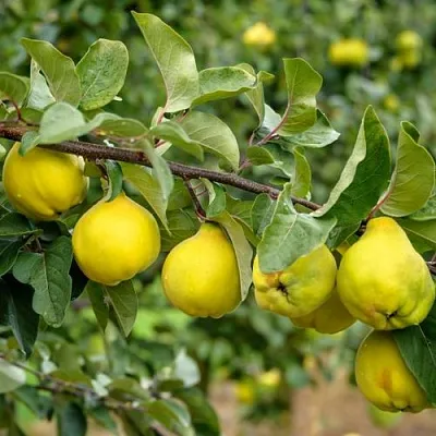 Айва ТРИУМФ  Айва ТРИУМФ в Санкт-Петербурге