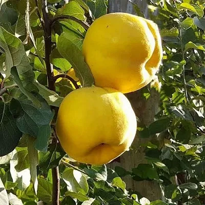 Айва МАРИЯ  Айва МАРИЯ в Санкт-Петербурге