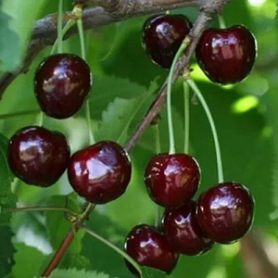 Черешня НАРОДНАЯ в Санкт-Петербурге