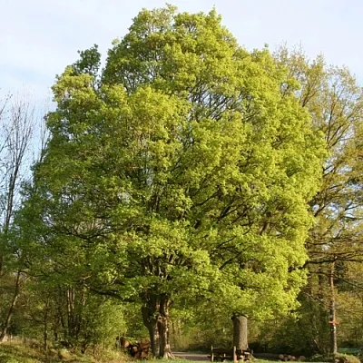 Клен полевой в Санкт-Петербурге