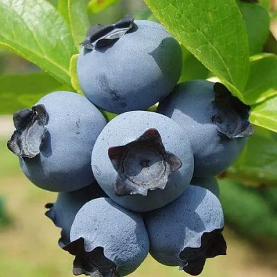 Сладкие сорта   Сладкие сорта  в Санкт-Петербурге