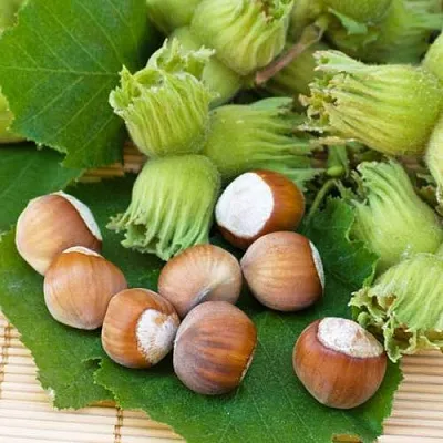 Фундук КРЕПКИЙ ОРЕШЕК в Санкт-Петербурге