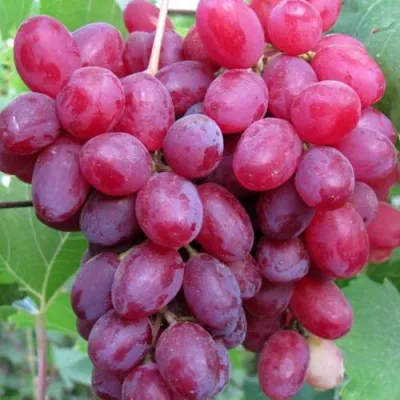 Виноград КИШМИШ ВЕЛЕС в Санкт-Петербурге