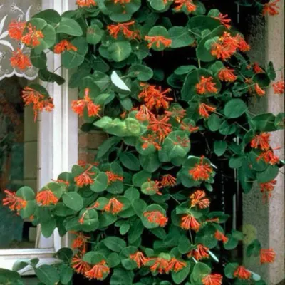 Жимолость ДРОМПОР СКАРЛЕТТ брауна в Санкт-Петербурге