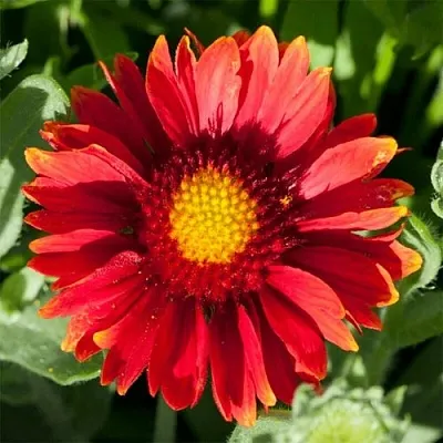 Гайлардия АРИЗОНА РЕД ШЕЙДС  Гайлардия АРИЗОНА РЕД ШЕЙДС в Санкт-Петербурге