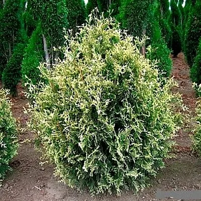 Туя ГОЛД ПЕРЛ западная  Туя ГОЛД ПЕРЛ западная в Санкт-Петербурге