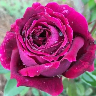 Саженцы роз РОЯЛ ПАЛАС японская  Саженцы роз РОЯЛ ПАЛАС японская в Санкт-Петербурге