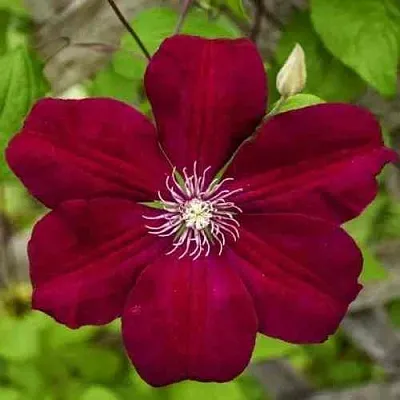 Клематис РУЖ КАРДИНАЛ  Клематис РУЖ КАРДИНАЛ в Санкт-Петербурге