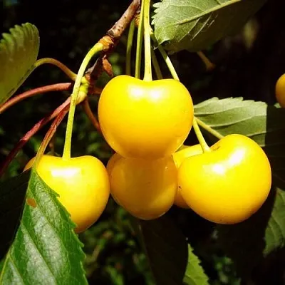 Черешня ЖУРБА в Санкт-Петербурге