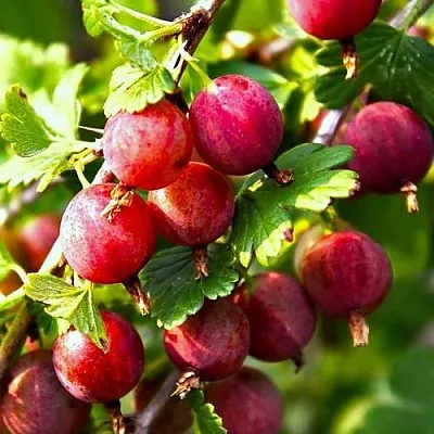 Крыжовник САДКО  Крыжовник САДКО в Санкт-Петербурге