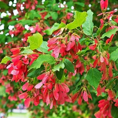 Клен татарский в Санкт-Петербурге