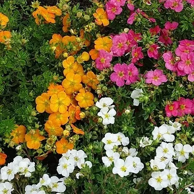 Лапчатка  Лапчатка в Санкт-Петербурге