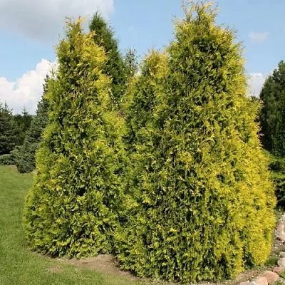 Туя АУРЕОСПИКАТА западная  Туя АУРЕОСПИКАТА западная в Санкт-Петербурге