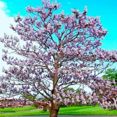 Павловния в Санкт-Петербурге