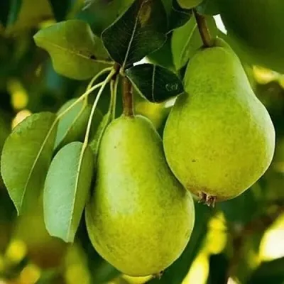 Груша СЕВЕРЯНКА колонновидная в Санкт-Петербурге